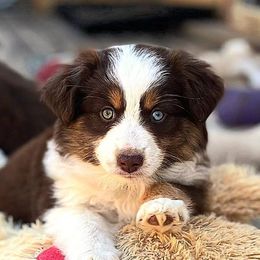 Miniature Australian Shepherds from EZ Ranch Australian Shepherds