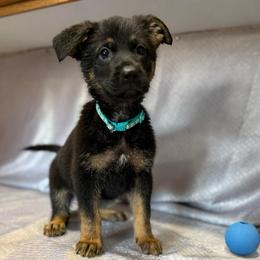 Sena - Black and tan female German Shepherd puppy in Greenwood, Arkansas from West Haus Shepherds