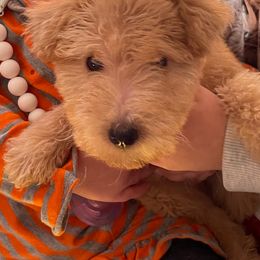Airedale Terrier, Lakeland Terrier, and Welsh Terrier Puppies from Anne's Pups