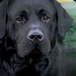 Zing - Black male Labrador Retriever puppy in Saint Anne, Illinois from Firecrest Kennels