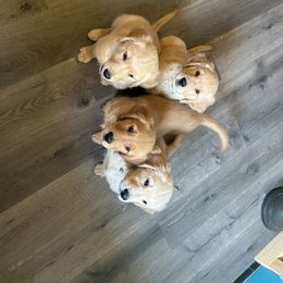 Golden Retriever Puppies from Apple Country Retrievers