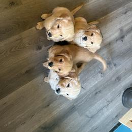 Golden Retriever Puppies from Apple Country Retrievers
