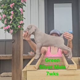 Weimaraner Puppies from So-IN Weimaraner's