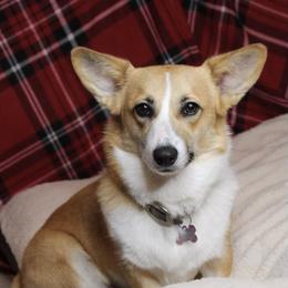 Clare - Pembroke Welsh Corgi