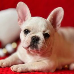 Yukon - French Bulldog puppy from LaBelle Bulldogs