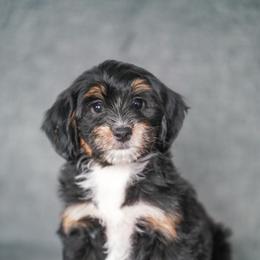 Canvas - Tri-color female Bernedoodle puppy in Dundee, Ohio from Down Home Doodle