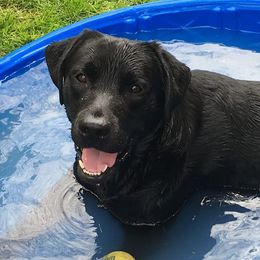Beagles, Dachshunds, and Labrador Retrievers from Jackpot Farms
