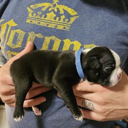Boston Terrier Puppies from Little Daemons Boston Terriers