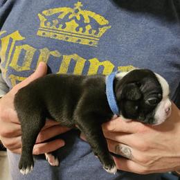 Boston Terrier Puppies from Little Daemons Boston Terriers