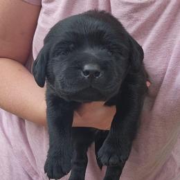 Girl 3 - Black female Labrador Retriever puppy in Saunemin, Illinois from Shooting Star Labs