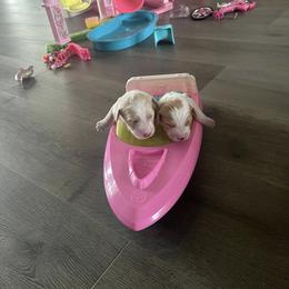 Goldendoodle Puppies from Farihope family