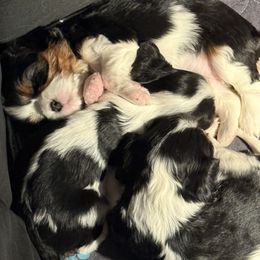 Cavalier King Charles Spaniel Puppies from Paradise Cavaliers
