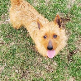 Sage - Australian Terrier