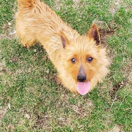 Sage - Australian Terrier