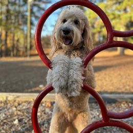 Goldendoodle All Grown Up from Doodles by Piper
