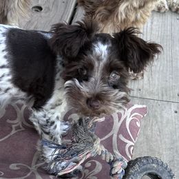 Tator - Miniature Schnauzer