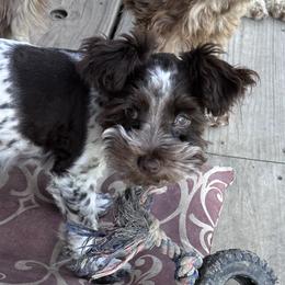Tator - Miniature Schnauzer