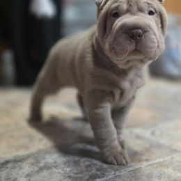 Lilly - Lilac dilute female Chinese Shar-Pei puppy in Salem, Ohio from WrinkleMonsters