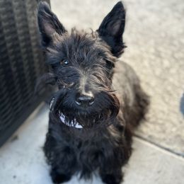 Willow - Scottish Terrier