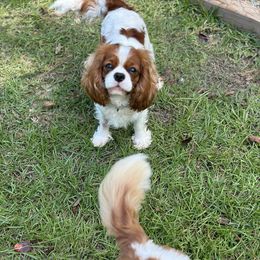 Peaches - Cavalier King Charles Spaniel