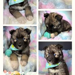 Briar - Agouti and white male Siberian Husky puppy in Florence, Kentucky from Moonlight Howl Huskies