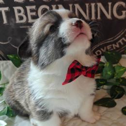 Pumba - Sable male Pembroke Welsh Corgi puppy in Saint John, Washington from Fuzzbutt Farms LLC