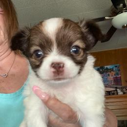 Junie - Chocolate and white female Chihuahua puppy in Red Bluff, California from Aye Chihuahua