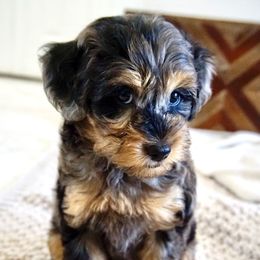 Aussiedoodle, Golden Aussiedoodle, and Goldendoodle Puppies from Miami Mini Doodles