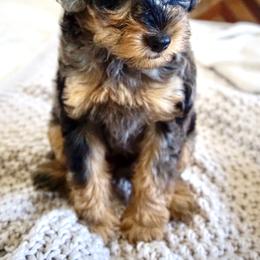 Aussiedoodle, Golden Aussiedoodle, and Goldendoodle Puppies from Miami Mini Doodles