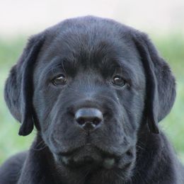 Golden Retrievers and Labrador Retrievers from Vara Family Retrievers