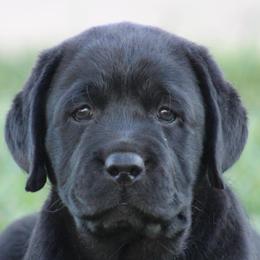 Golden Retrievers and Labrador Retrievers from Vara Family Retrievers