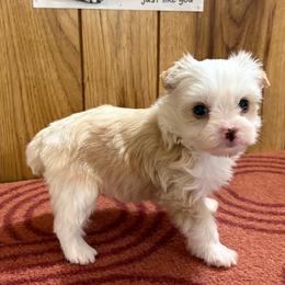 Girl 2 - Parti female Yorkshire Terrier puppy in Bear Creek, North Carolina from Yorkie Time