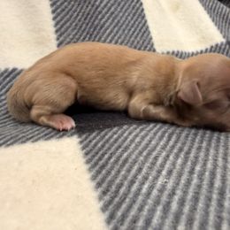 Bella - Chocolate female Shih Tzu puppy in Apple Valley, California from Garcia_shihtzu