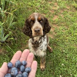 Josie - English Springer Spaniel