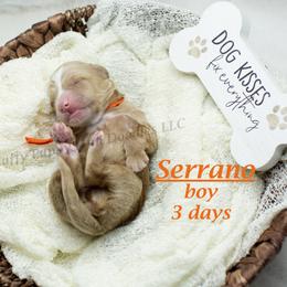 Serrano (orange collar) boy - Apricot male Goldendoodle puppy in Corona, California from Fluffy Puppy Mini Doodles LLC