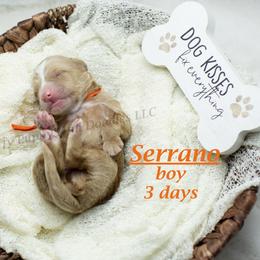 Serrano (orange collar) boy - Apricot male Goldendoodle puppy in Corona, California from Fluffy Puppy Mini Doodles LLC