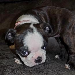 Girl 1 - Black brindle and white female Boston Terrier puppy in Harrodsburg, Kentucky from Joey's Boston Terriers