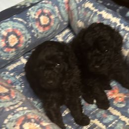 Boy 2 - Poodle puppy in San Jose, California from Karamba Toy Poodles