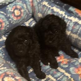 Boy 2 - Poodle puppy in San Jose, California from Karamba Toy Poodles