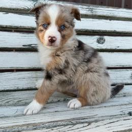 Lucky - Red merle male Toy Australian Shepherd puppy in Licking, Missouri from Burnett Aussies