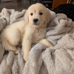Pink - Light golden female Golden Retriever puppy in Madison, Ohio from Heckmans English Cream Golden Retrievers