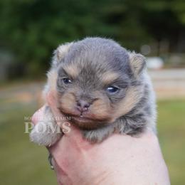 June - Blue and tan female Pomeranian puppy in Kingston, Georgia from Southern Charm Poms