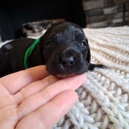 Selection male 1 - Black white and tan male Cockapoo puppy in Howell, Michigan from Robbin's Treasures
