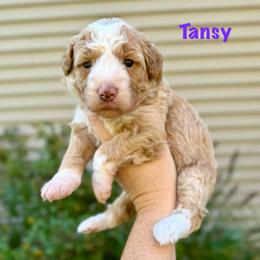 Tansy - Yellow and white female Bernedoodle puppy in Midland, Michigan from Northern Charm Farm