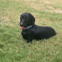 "Chanel 🦋 “dam” (Black and tan) " Dachshund All Grown Up from RG Mini Dachshunds