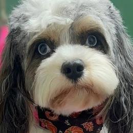 Cavapoos, Goldendoodles, and Poodles from Hilltop Doodles KY LLC