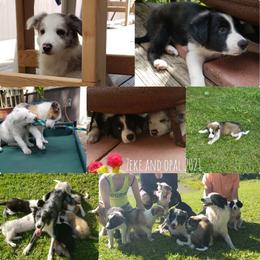 "Sable/whites, black/whites, sable merles, and blue merle tri pups to outside female" Border Collie Puppies from Oddity Kennels