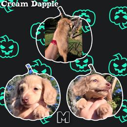 Dachshund Puppies from Brandys Pups