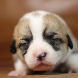 Pembroke Welsh Corgi Puppies from Ayers Acres Corgis