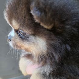 Riviera pup 4 girl 2 - Black and tan female Pomeranian puppy in Carrollton, Georgia from B AND R'S POMERANIAN'S